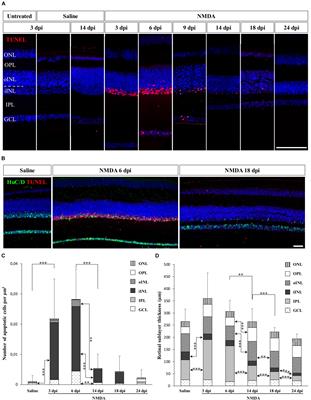 Glia-Mediated Regenerative Response Following Acute Excitotoxic Damage in the Postnatal Squamate Retina